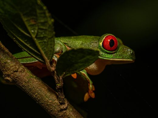 Close-up of a red-eyed tree frog in the Panama rainforest, highlighting vivid colors and natural habitat.