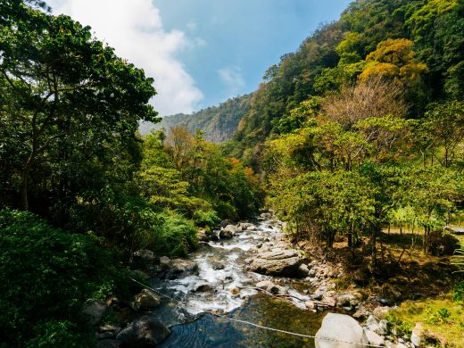 A tranquil stream flows through the vibrant rainforest of Boquete, Panama, under a clear blue sky.