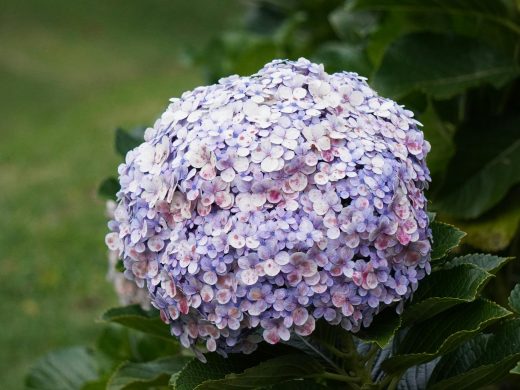 A stunning close-up of a purple hydrangea in Boquete, Panama.
