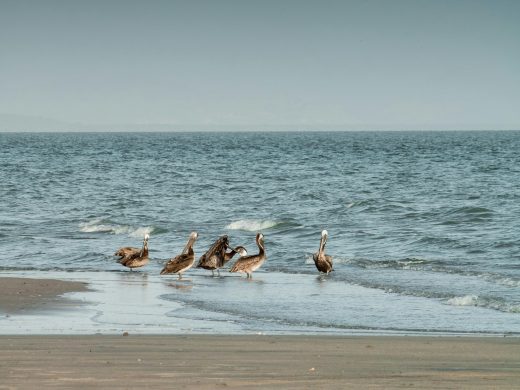 Brown pelicans gather on the serene Panama beach, creating a peaceful coastal scene.